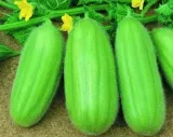 ogorek-melonowy-carosello-barese-legutko-2g-waga-z-opakowaniem-0-01-kg