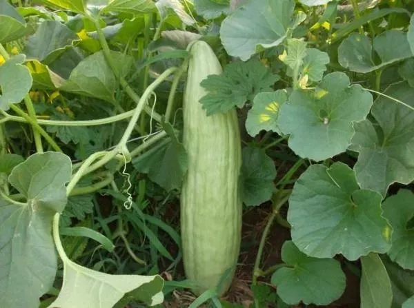 ogorek-melonowy-carosello-barese-legutko-2g-cykl-rozwojowy-rosliny-jednoroczna