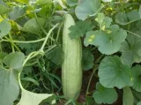 ogorek-melonowy-carosello-barese-legutko-2g-cykl-rozwojowy-rosliny-jednoroczna