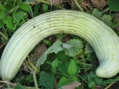 ogorek-melonowy-carosello-barese-legutko-2g-kolor-kwiatow-zolte
