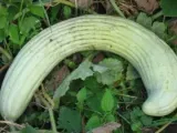 ogorek-melonowy-carosello-barese-legutko-2g-kolor-kwiatow-zolte