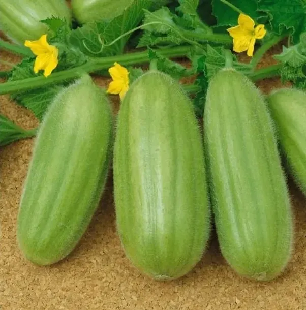 ogorek-melonowy-carosello-barese-legutko-2g-marka-w-legutko