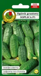 ogorek-konserwowy-soplica-mieszaniec-srednio-wczesny-odporny-5g