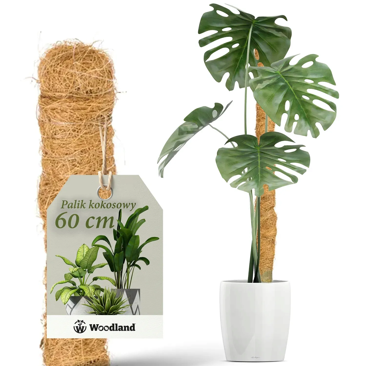 philodendron red sun pflege Philodendron 'Sun Red' – Collectors Online