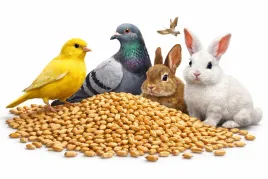 jeczmien-i-pszenica-ziarno-dla-ptakow-karma-dla-krolika-kur-golebi-1kg