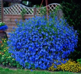 lobelia-niebieska-zwisajaca-przyciagajaca-motyle-zdrowa-ladna-sadzonka