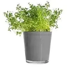 oslona-na-doniczke-orchid-przezroczysta-szklo-125cm-ozdoba-dekoracja