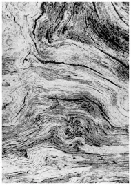 80x150-cm-dywan-szary-do-salonu-pokoju-nowoczesny-shark-motyw-drewna-pien