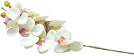 storczyk-kremowo-rozowy-orchidea-galazka-8-kwiatow-z-lisciami-80-cm-lodyga