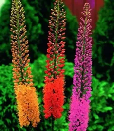 eremurus-pustynnik-himalajski-1szt-duza-bulwa-klacze-mix-kolor