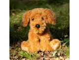 pies-cockapoo-one-for-fun