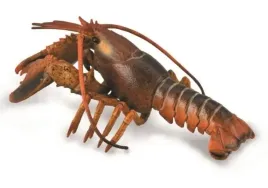 homar-collecta
