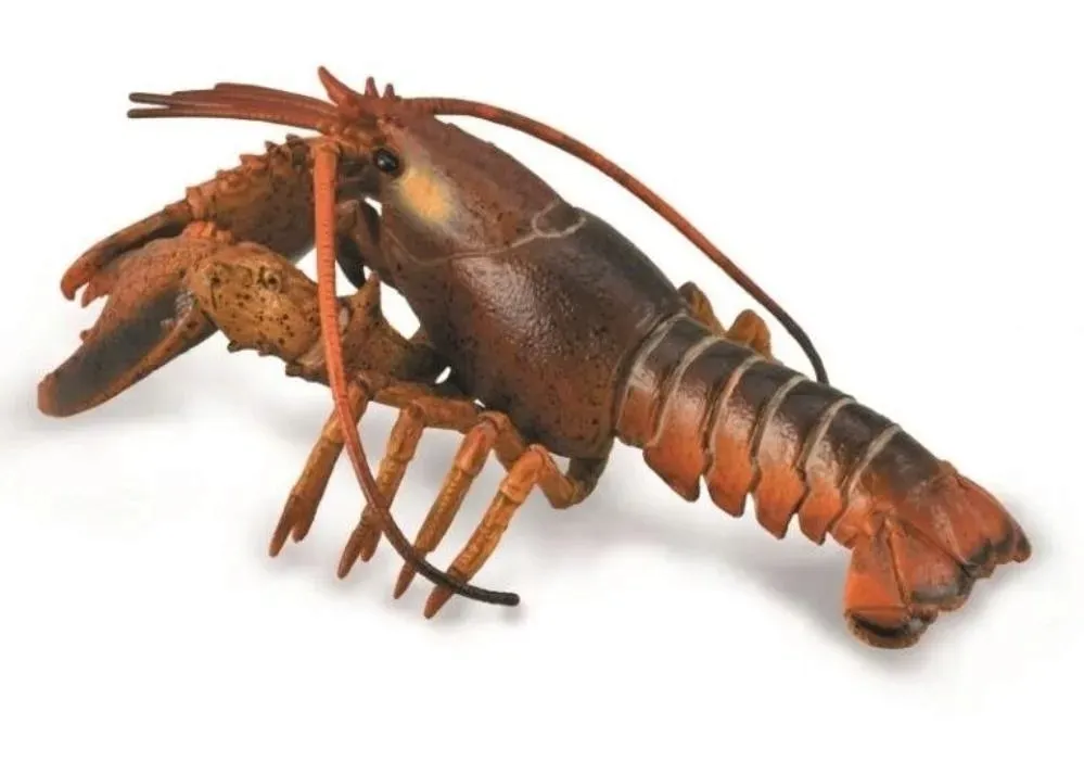 homar-collecta