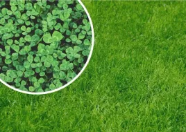 mikrokoniczyna-drobnolistna-koniczyna-trawa-odporna-nasiona-100-m-1kg