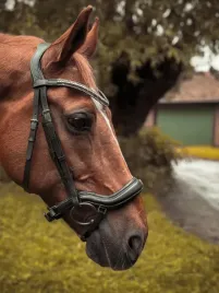 oglowie-skorzane-dla-konia-start-selene-anatomiczne-czarne-cob