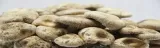 shiitake-zestaw-do-uprawy-grzybow-marka-planto-stan-opakowania-oryginalne