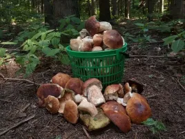 artgos-koszyk-na-grzyby-kosz-na-owoce-warzywa-piknik-12-l