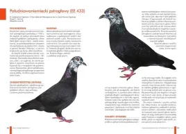 zestaw-ksiazek-o-golebiach-atlas-golebi-polskie-rasy-i-golebie-barwne-148