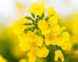 olej-rzepakowy-tloczony-na-zimno-5l-od-producenta