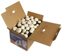 grzybnia-pieczarka-biala-5kg-najwyzsza-jakosc