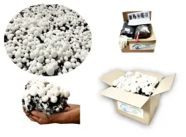 3-faza-grzybnia-pieczarki-zestaw-xl-gratis-6w1