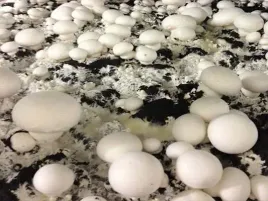 pieczarka-biala-najwiekszy-zestaw-do-uprawy