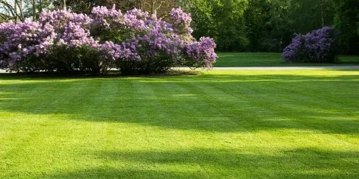 granum-trawa-gazonowa-100g-przeznaczenie-trawa-dekoracyjna