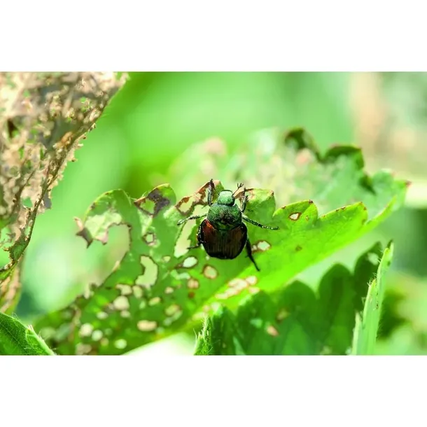 protect-garden-deltam-owadobojczy-2x5ml-stan-nowy-waga-0-kg