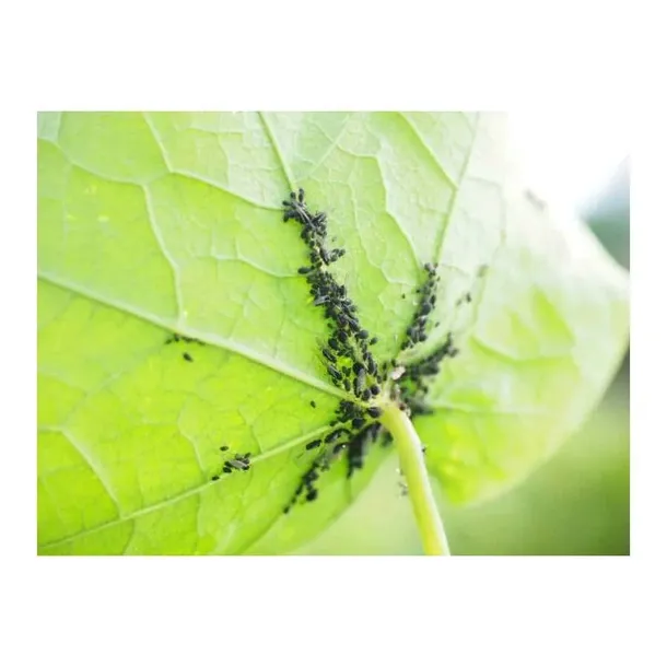 protect-garden-deltam-owadobojczy-2x5ml-stan-nowy-zastosowanie-owadobojcze-przeciwko-insektom