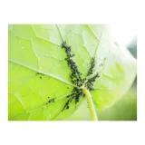 protect-garden-deltam-owadobojczy-2x5ml-stan-nowy-zastosowanie-owadobojcze-przeciwko-insektom