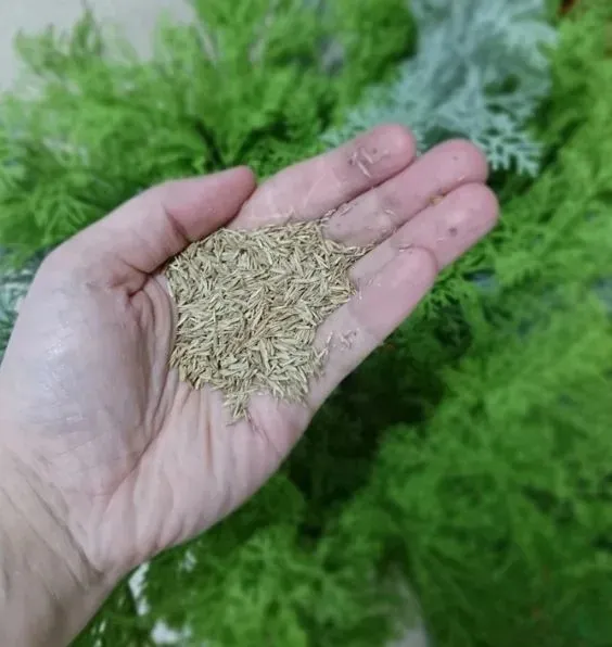 granum-trawa-renowacyjna-5kg-kod-producenta-5903116990546