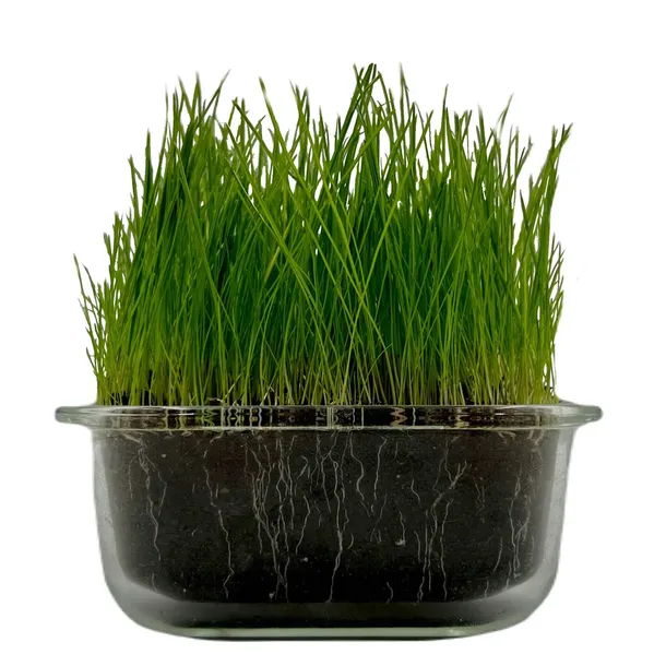 granum-trawa-renowacyjna-5kg-maksymalny-obszar-pokrycia-200-m-przeznaczenie-mieszanka-traw
