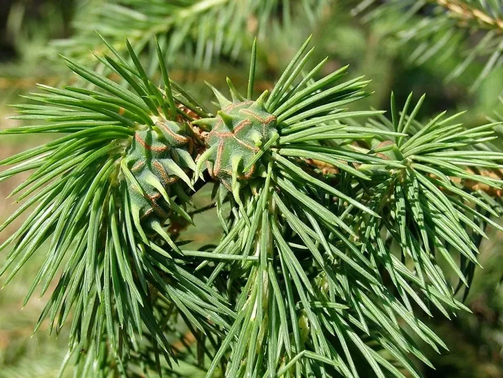 agrecol-mospilan-20sp-12g-waga-0-05-kg