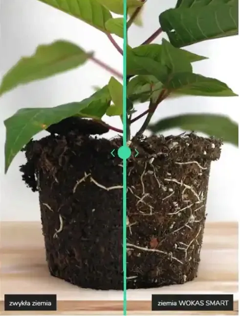 ziemia-podloze-do-lawendy-5l-stan-nowy