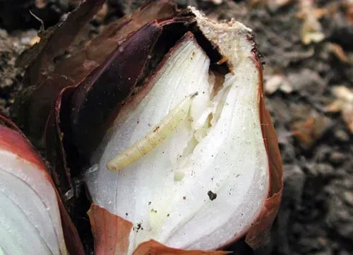 agrecol-karate-zeon-050cs-5ml-kod-producenta-5902341103080