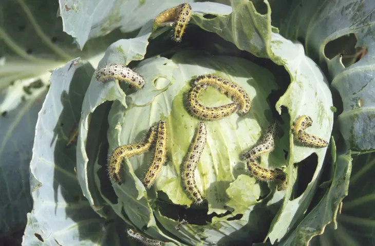 agrecol-karate-zeon-050cs-5ml-stan-nowy-forma-plyn