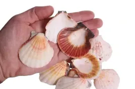 muszle-morskie-pectin-z-naroslami-muszli-10-szt-dekoracje-do-lazienki-morze