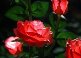 lampa-solarna-ogrodowa-wbijana-led-roza-80cm-lampki-solarne-sztuczne-kwiaty