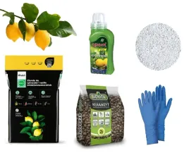 duzy-zestaw-do-przesadzania-cytrusow