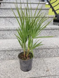 palma-mrozoodporna-karlatka-niska-chamaerops-humilis