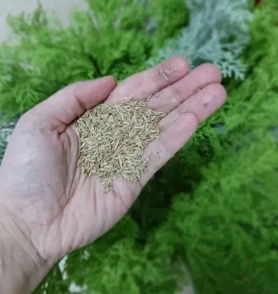granum-trawa-rekteacyjna-05kg-przeznaczenie-mieszanka-traw
