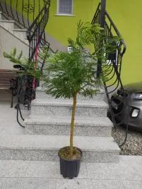 akacja-srebrzysta-acacia-dealbata