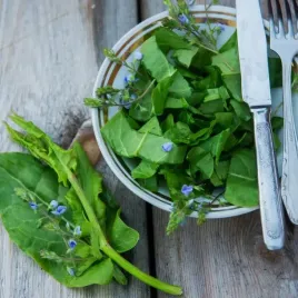 odchudzanie-ziola-na-otylosc-apetyt-zatrzymanie-wody-cukier-gurmar