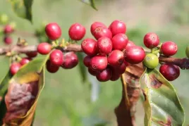 kawa-ziarnista-brazylia-100percent-arabica-1kg-kawa-do-ekspresu-delonghi-brazil