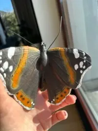 motyl-na-patyku-dekoracja-do-ogrodu-1-sztuka