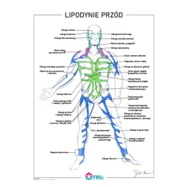plakat-anatomiczny-lipodynie-przod-bez-ramki-30x40-cm-skladowski