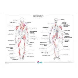 plakat-anatomiczny-miogelozy-bez-ramki-30x40-cm-skladowski