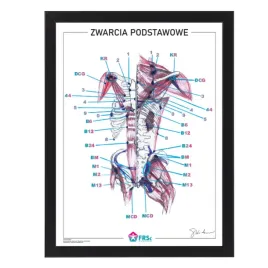 plakat-anatomiczny-zwarcia-podstawowe-w-ramce-33x43-cm-skladowski