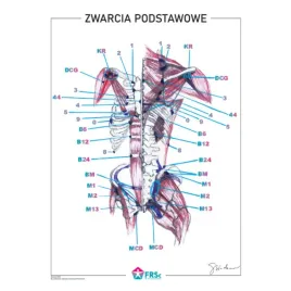 plakat-anatomiczny-zwarcia-podstawowe-bez-ramki-30x40-cm-skladowski