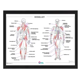 plakat-anatomiczny-miogelozy-w-ramce-33x43-cm-skladowski